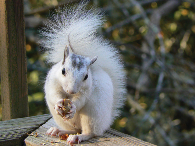 Deerwoode Reserve | White squirrel, wooden railing
