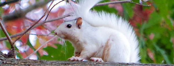 Deerwoode Reserve | white squirrel, tree branch.