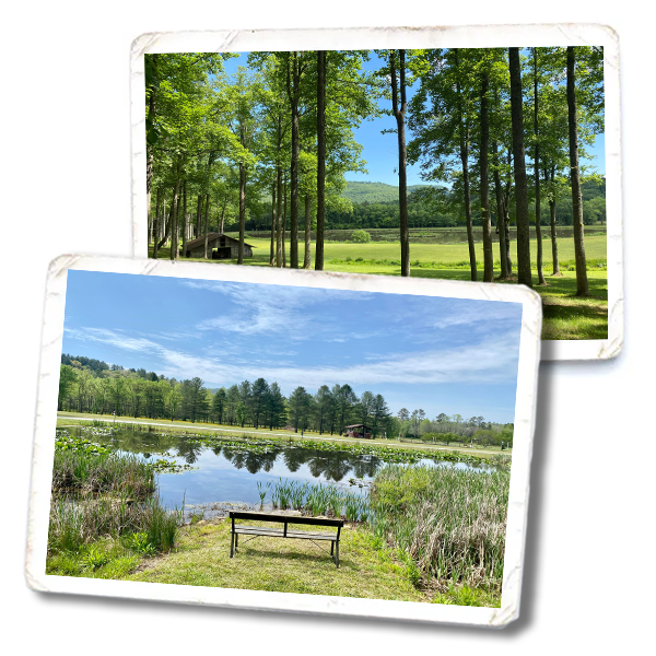 Deerwoode Reserve | Pictures, bench, woods, pond.