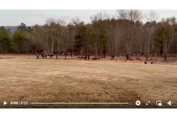 Geese video at Deerwoode Reserve, Brevard NC