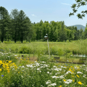 Deerwoode Reserve | Field, wildflowers