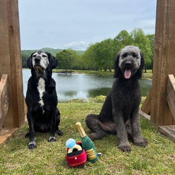 Two dogs resting on grass beside a lake framed by a wooden structure: a black‑and‑white hound on the left and a curly gray poodle mix on the right, with colorful toys and a bottle at their feet.