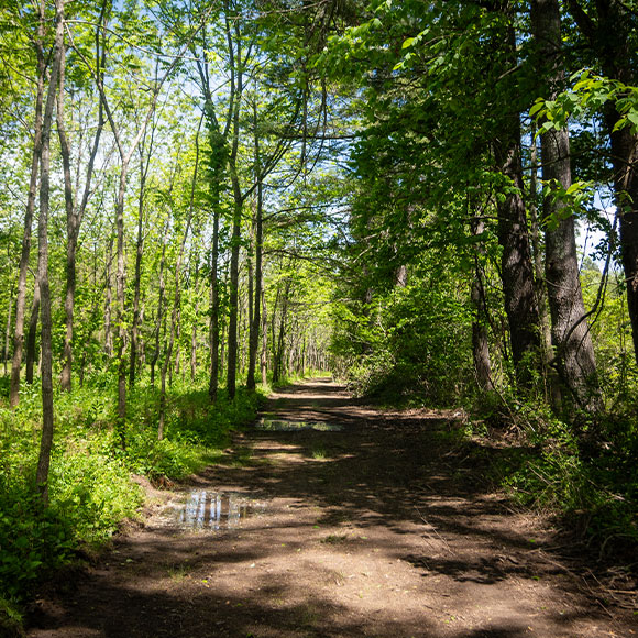 Dirt path through a sunlit forest with green-leaved trees on both sides and a puddle on the ground.